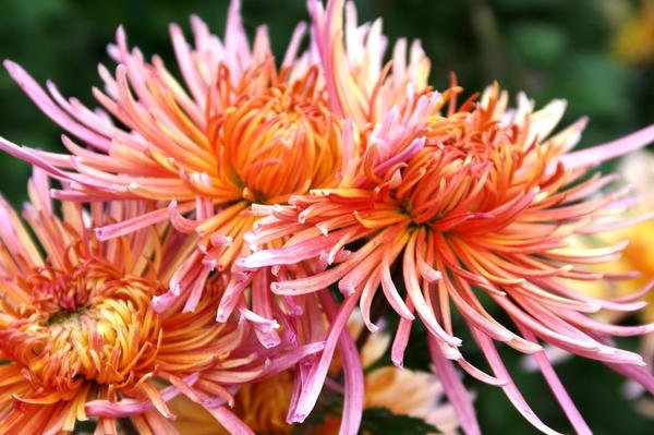 Дендрантема садовая сорт Enzett Dilana Rosa, фото автора
