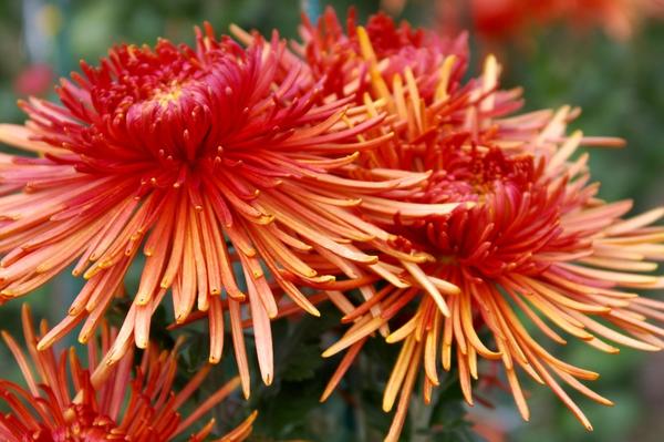 Дендрантема садовая сорт Spira Red, фото автора