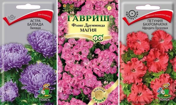 Астра Баллада лиловая, флокс Друммонда Магия, петуния бахромчатая Афродита лососевая
