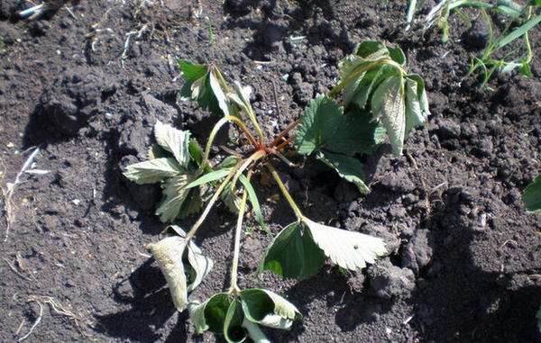 Фото с сайта agronomu.com