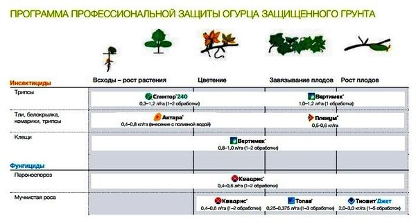 Рекомендуемая схемы обработок для огурцов, выращиваемых в теплицах. Фото с сайта syngenta.ru