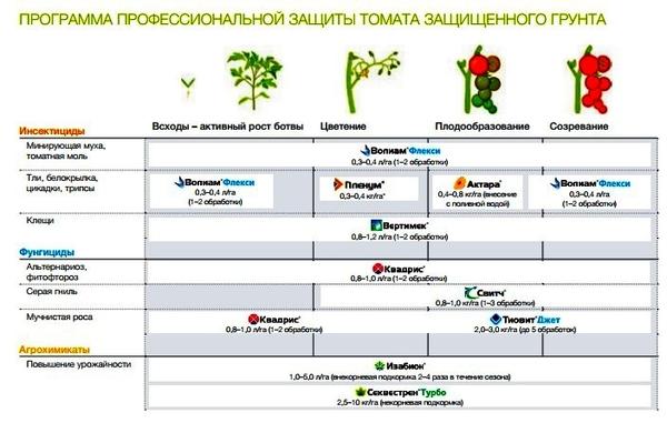 Вот так рекомендуют защищать томаты в теплицах. Фото с сайта syngenta.ru