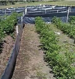 Так ограждают картофельные грядки от вредителя. Фото с сайта vniikr.ru