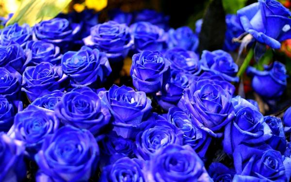 Синие розы. Фото с сайта wallpapersqq.net