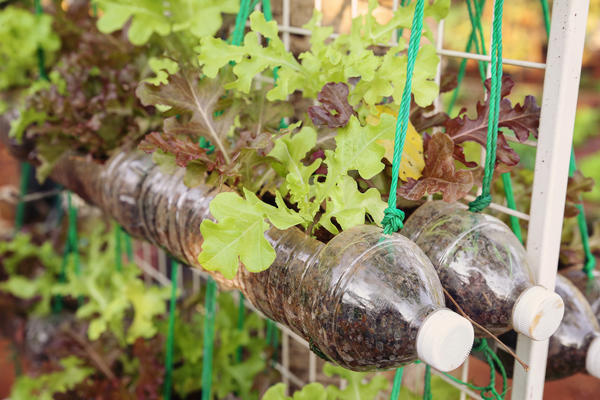 Пластиковые бутылки способны вдохнуть в садовый участок вторую жизнь