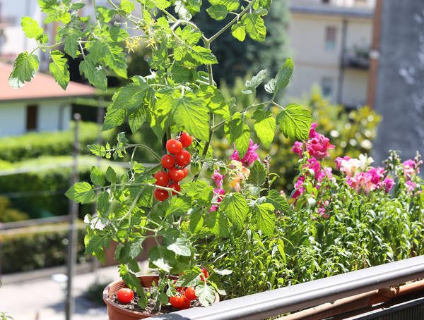 Сорта декоративных томатов для выращивания на подоконнике круглый год - лучшие варианты для украшения вашего дома