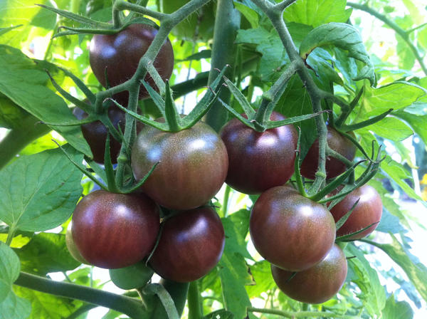 Томат Блэк черри. Фото с сайта urbanseedling.com