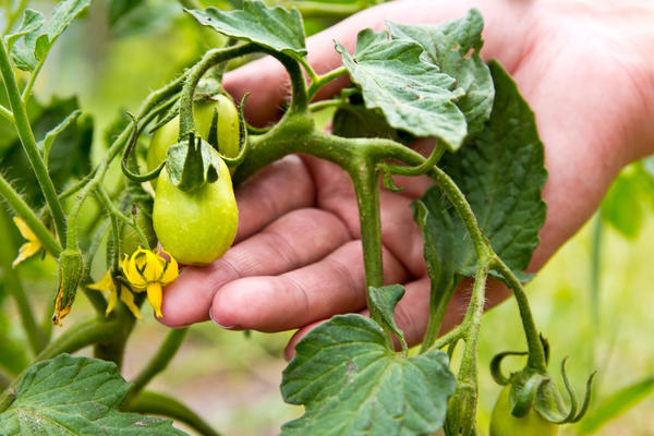 Для Урала метод Маслова не годится - в открытом грунте томаты не успевают вызреть
