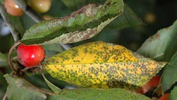 Коккомикоз. Фото с сайта agro-mir.com.ua