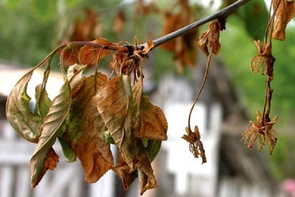 Монилиоз. Фото с сайта glav-dacha.ru