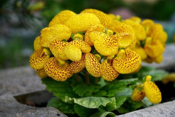 Загадочные цветки-башмачки кальцеолярии очень нравятся детям, фото автора