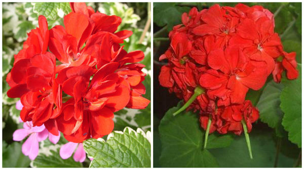 Слева пеларгония еще цветет, справа у нее уже сформированы плоды-коробочки, фото сайта pelargonium.ru