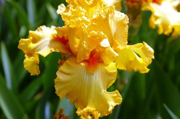 Ирис сорт Fringe Benefits, фото автора