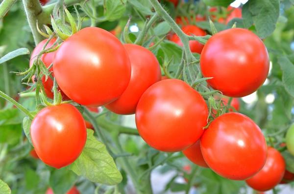 Выращивание томатов: секреты хорошего урожая помидоров