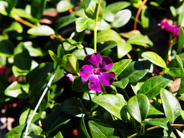 Барвинок малый Atropurpurea