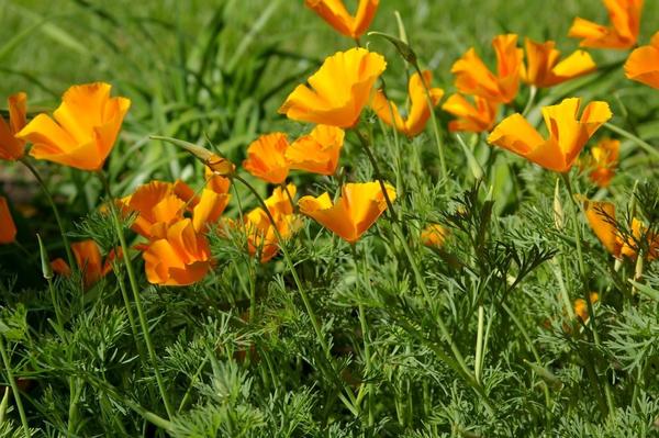 Эшшольция красиво цветет даже на бедных почвах, фото автора