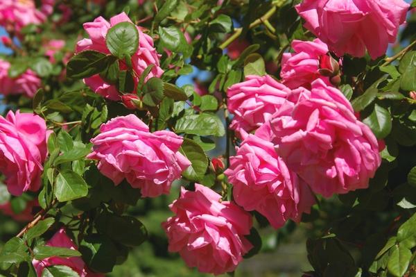 Полуплетистая роза Весенняя Заря, фото автора