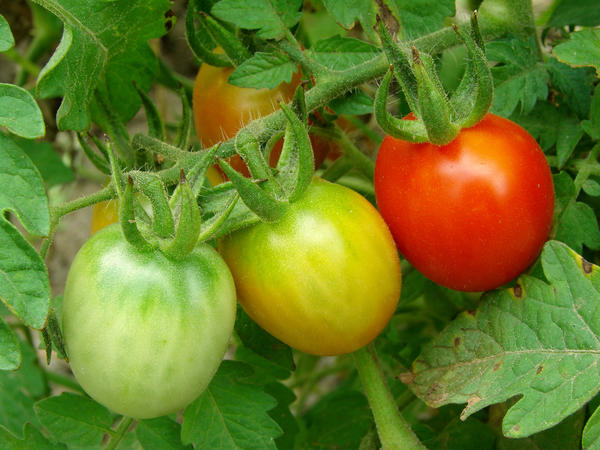 Недозрелые томаты