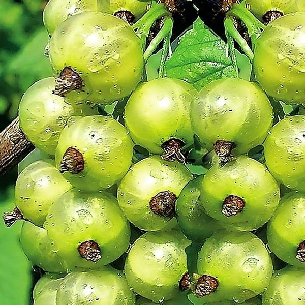 Смородина зеленая Снежная Королева (БЭСТ) - среднепоздний, неприхотливый и зимостойкий сорт с ягодами кисло-сладкого освежающего вкуса