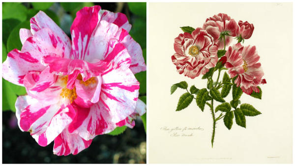 Rosa gallica versicolor фото сайта roguevalleyroses.com; старинный рисунок, фото сайта rhsprints.co.uk