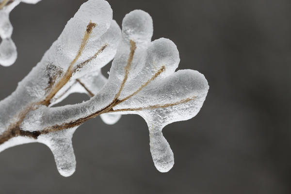 Зимой погодные неприятности могут поломать молодые растения