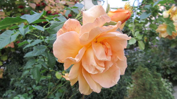 Осеннее цветение роз в моем саду