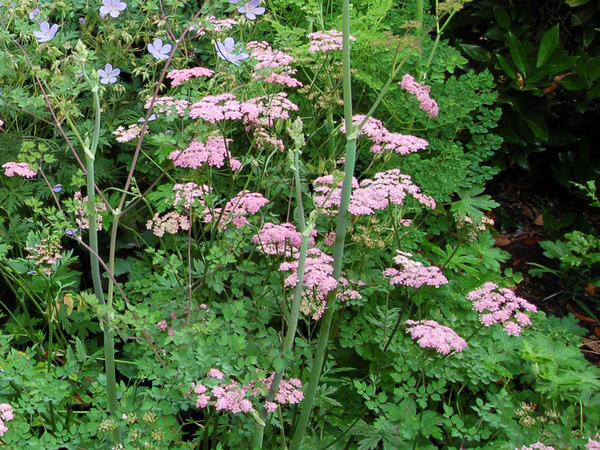 Бедренец большой Rosea. Фото с сайта specialplants.net