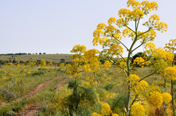 Ферула обыкновенная (Ferula communis)