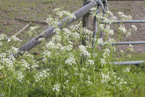 Купырь лесной (Anthriscus sylvestris)