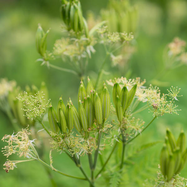 Миррис душистая (Myrrhis odorata)