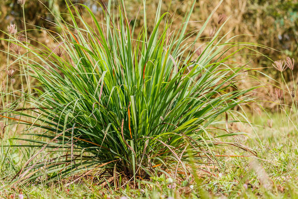Лемонграсс цитронеловый или лимонное сорго (Cimbopogon citratus)
