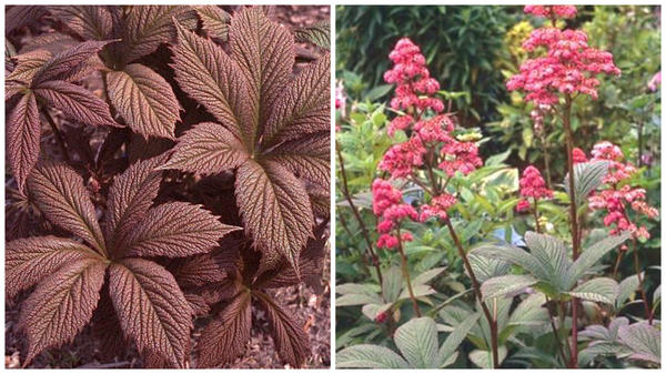 Роджерсия перистая сорт Chocolate Wings, фото сайта edelgarden.ru и сорт Superba, фото сайта Perennial Farm Marketplace