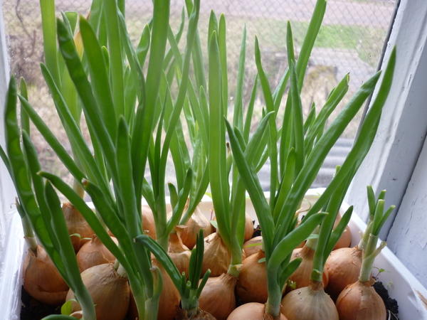 Выращивание зеленого лука - советы на каждый месяц