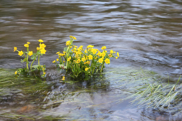 Калужница болотная (var. palustris)