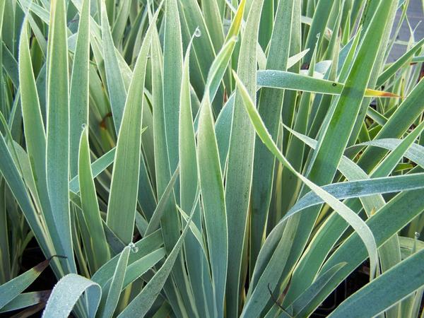 Сисиринхий полосатый Variegatum, фото сайта perryhillnurseries.co.uk