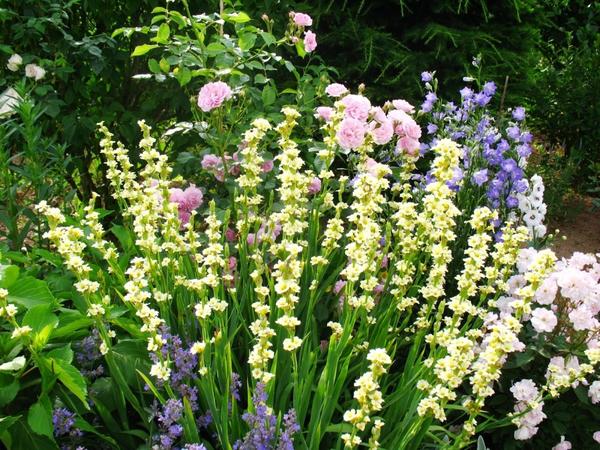 Сисиринхий полосатый с розами и колокольчиками, фото сайта lejardindecheneland.blogspot.com
