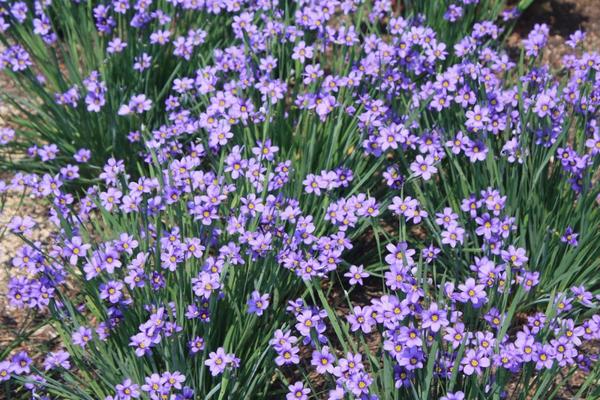 Сисиринхий сорт Luceme, фото сайта wisfarmer.com