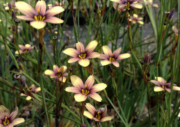 Сисиринхий Biscutella, фото сайта macplants.co.uk