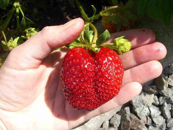 Некоторые ягоды достигают веса в 125 г