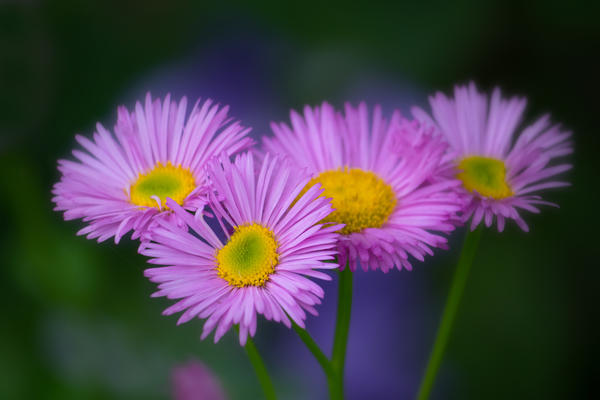 Мелколепестник Rosa Juwel