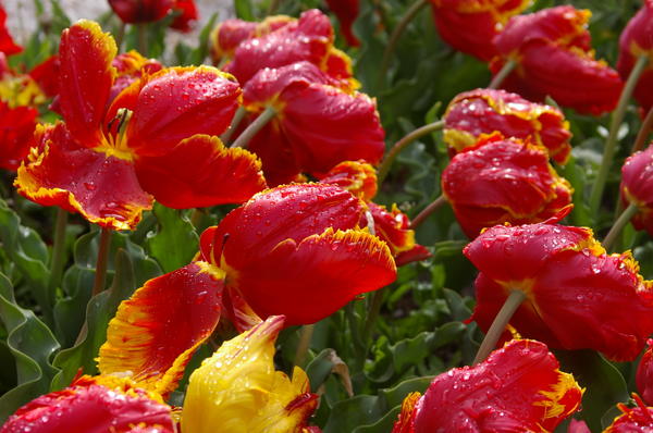 Красные тюльпаны: сорта с алым, красно-желтым и другим окрасом лепестков (29 фото) - описание и особенности