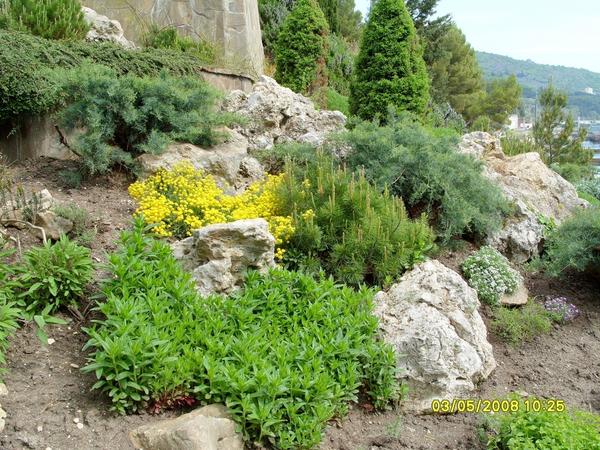 Крупные растения размещают в глубине рокария