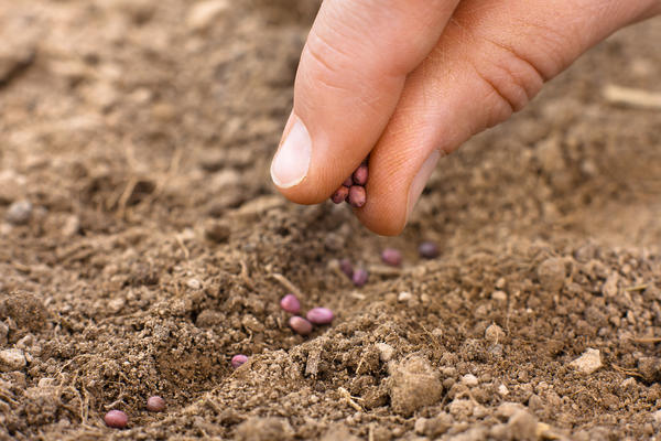 Редису подавай рыхлую плодородную почву, тогда он покажет настоящие сортовые качества