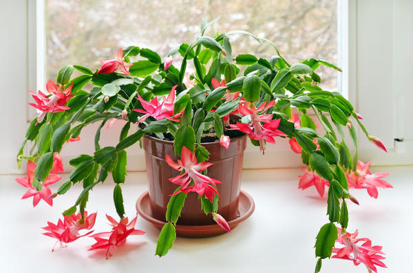 Еще одно комнатное растение, цветущее зимой - зигокактус