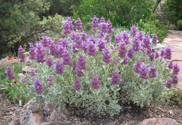 Сальвия клейкая (Salvia pachyphylla)