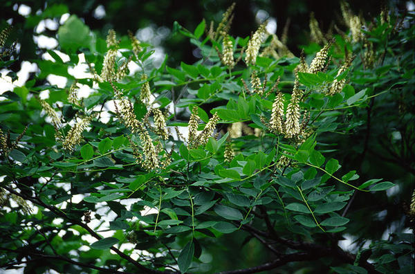 Изящные цветочные кисти маакии амурской. Фото с сайта naturalmedicinefacts.info