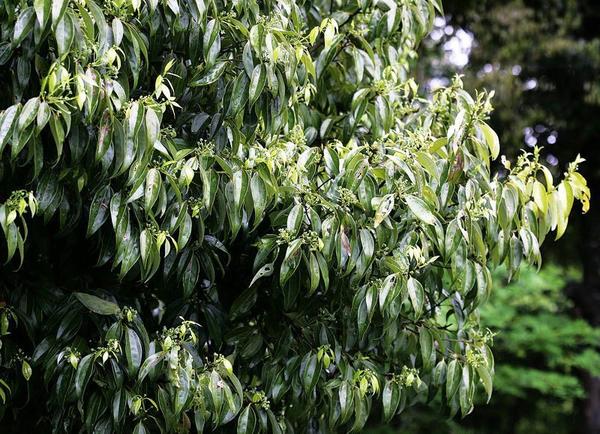 Коричник Зибольда. Фото с сайта naturalmedicinefacts.info