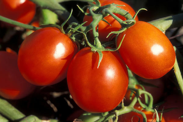 Сорта томатов. Посадка и уход за томатами, вредители и болезни
