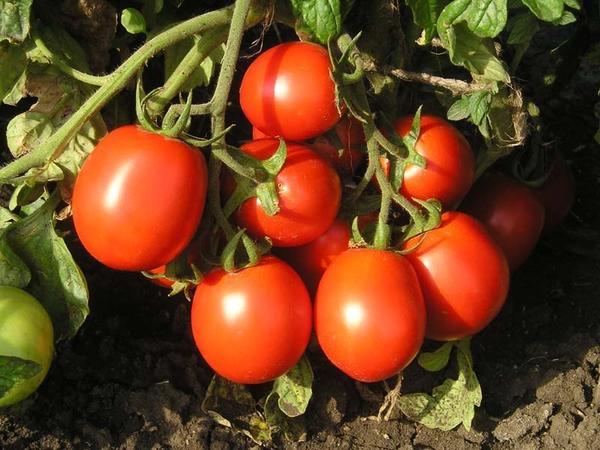 Сорта томатов. Посадка и уход за томатами, вредители и болезни
