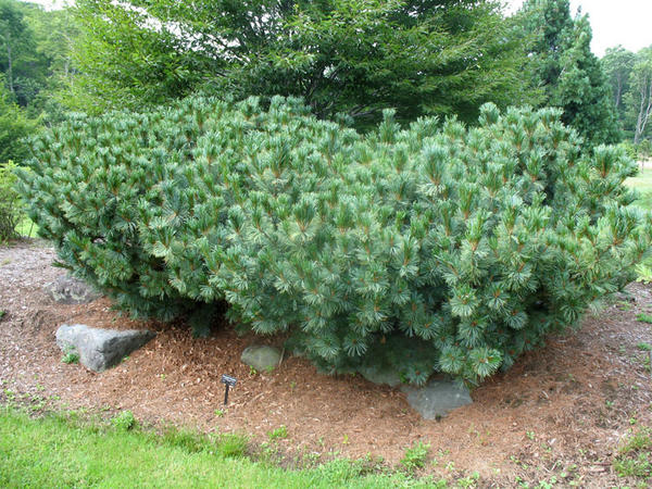 Кедровый стланик Dwarf Blue, фото сайта onlineplantguide.com